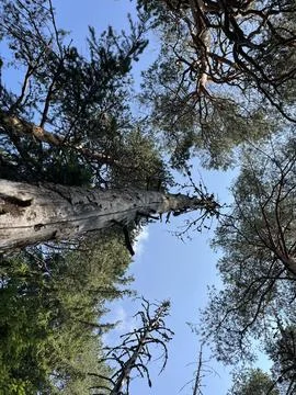Dead Pine Tree Trunk Reaching to Blue Sky in Forest Stock Photos