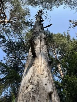 Dead Pine Tree Trunk Reaching to Blue Sky in Forest Stock Photos