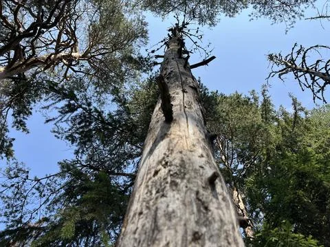 Dead Pine Tree Trunk Reaching to Blue Sky in Forest Stock Photos