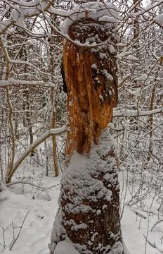 A dead pine tree on winter landscape Stock Photos