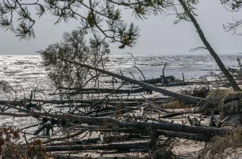 Dead pine trees on a deserted beach at Cape Mersrags on the Baltic Sea in Latvia Stock Photos