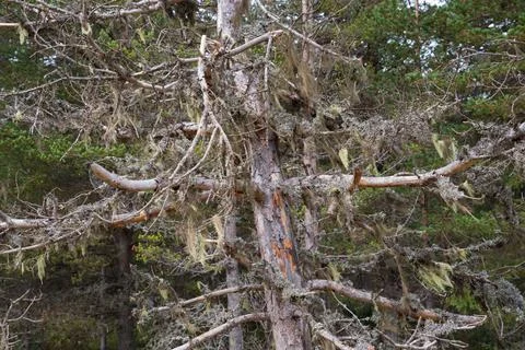 Dead pine trees with lichens on the branches Stock Photos