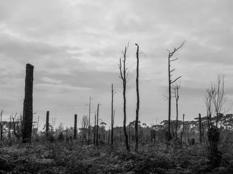 Dead pine trees in meadow, black and white tone Stock Photos