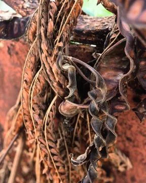 Dead plan Stock Photos