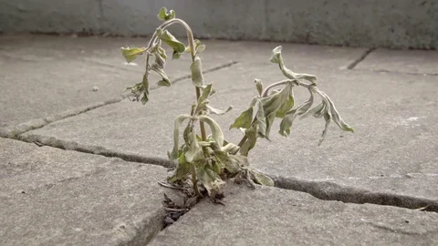 Dead plant after weed killer treatment stock footage. Stock Footage