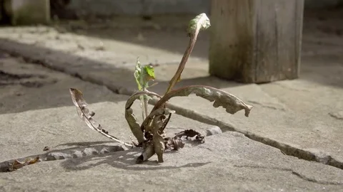Dead plant after weed killer treatment stock footage. Stock Footage