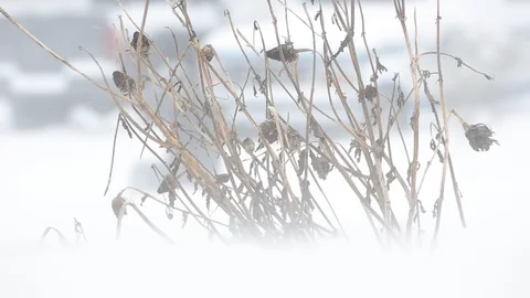 Dead plant being blown upon in snow blizzard Stock Footage 93781240