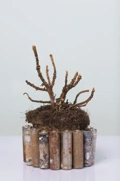 A dead plant with an earthen clod. Corroded batteries around. Waste recycling Foto stock