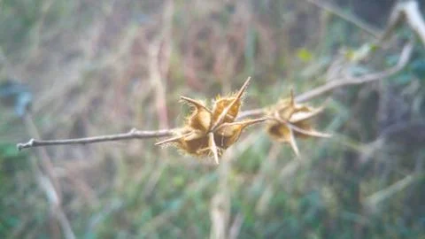 Dead Plant feeling Stock Photos