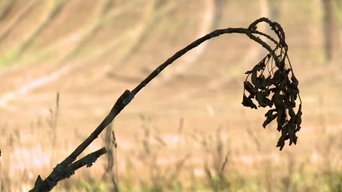 Dead plant with a field in the background Video stock 87116215
