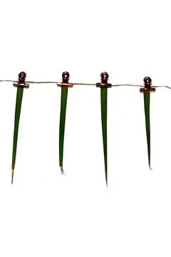 Dead plant leaves on a gorse on a string. Concept of destroying nature  库存照片