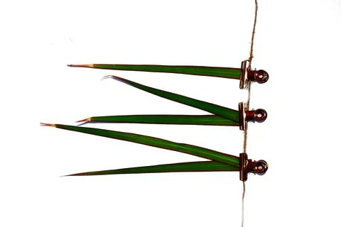 Dead plant leaves on a gorse on a string. Concept of destroying nature  Stock Photos