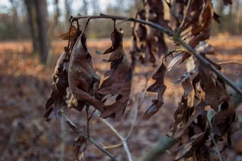 Dead Plant Stock Photos