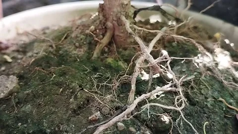 Dead plant roots Stock Footage 229551894