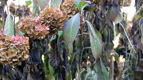 Dead plants close-up Stock-Footage 11885474