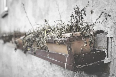 Dead plants Stock Photos