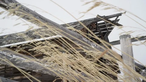 Dead plants waving in the wind in front of an abandoned barn Video stock 113236244