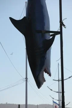 Dead Plastic Shark Stock Photos