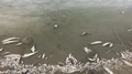 dead poisoned fish in contaminated water,Slow motion HD видео футажи