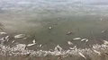 dead poisoned fish in contaminated water,Slow motion HD 동영상