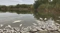 dead poisoned fish in contaminated water,Slow motion HD видео футажи