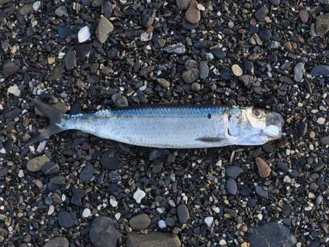 Dead poisoned fish lies on the seashore, environmental pollution Stock Photos