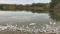 dead poisoned fish ,Slow motion Video HD