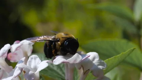 Dead Pollen-Covered Bumblebee Close Up on White Fragrant Viburnum Flower - Stock Footage 132211296