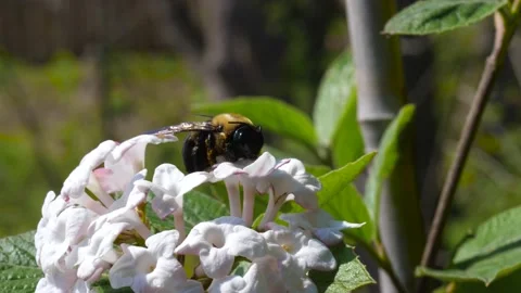 Dead Pollen-Covered Bumblebee on White Fragrant Viburnum Flower - Ontario Stock Footage 132211311