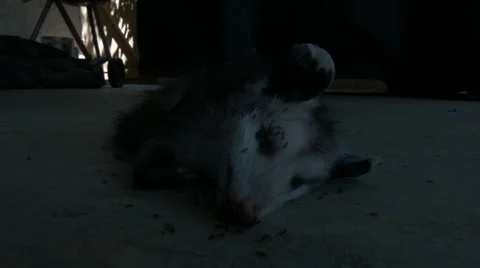 Dead Possum Covered In Ants - Viewer Discretion Advised 스톡 동영상 40334913