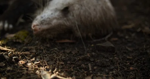 Dead Possum Stock Footage 128317279