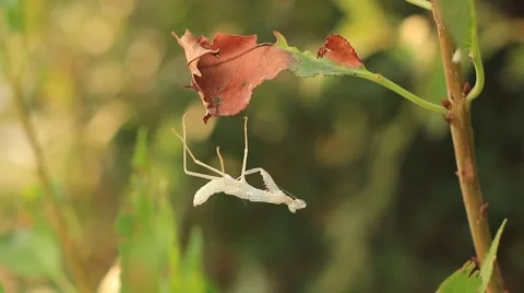 Dead praying mantis on tree Vídeo Stock 52128333