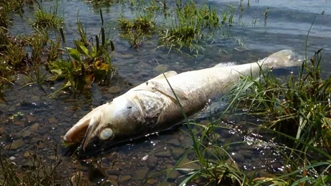 Dead predatory fish on the shore of the lake Stock Footage 134417372