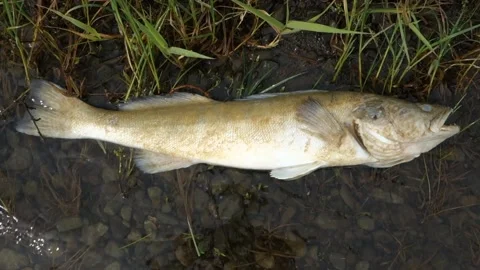 Dead predatory fish on the shore of the lake Stock Footage 136574944