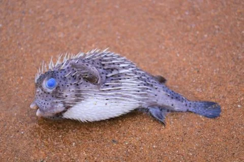 Dead puffer fish on the beach Fotos Stock