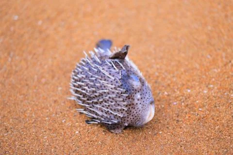 Dead puffer fish on the beach Stock Photos