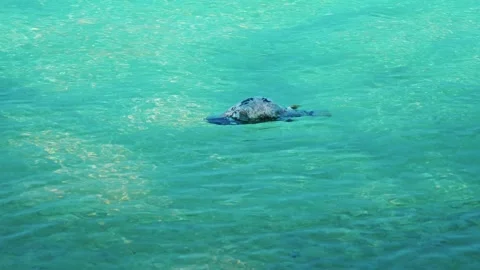 Dead puffer fish floating in clear ocean water 库存影片 340554809