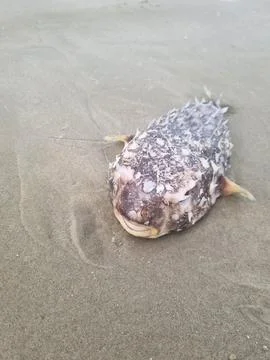Dead puffer fish Stock Photos