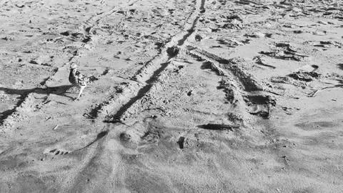 Dead puffer fish washed up on beach lies on sand. Stock Footage 227953154