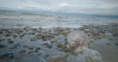 Dead Puffer Fish washed up on Stony Beach, 4K Stock Footage 227118156