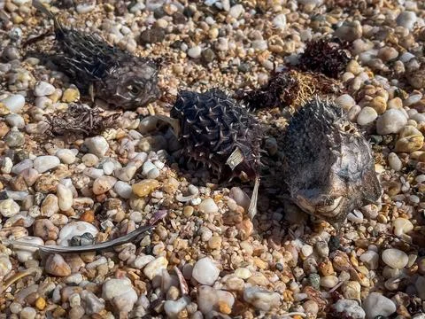 Dead Pufferfish on a Sandy Beach Stock Photos
