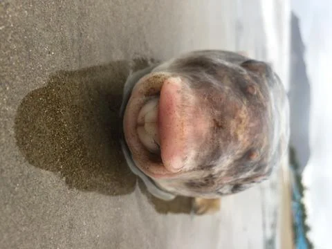 A dead pufferfish washed up on the beach because of unsustainable fisheries Stock Photos
