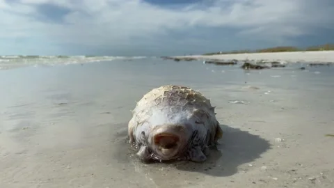Dead pufferfish washed up on the beach due to red tide in Florida 動画素材 158777830