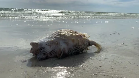 Dead pufferfish washed up on beach due to red tide in Florida 動画素材 158842658