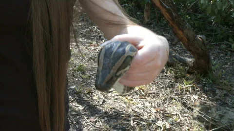 Dead python snake head held by a a girl 库存影片 106054