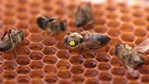 A dead queen bee on a honeycomb Foto stock