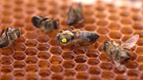 A dead queen bee on a honeycomb Foto stock