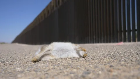 Dead rabbit along mexican border wall Stock Footage 126865068