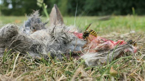 Dead rabbit being eaten Video stock 861881