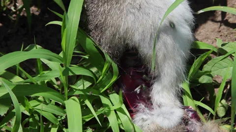 Dead rabbit body on the field, killed animal, flies on hare, wound close up Stock Footage 39498327
